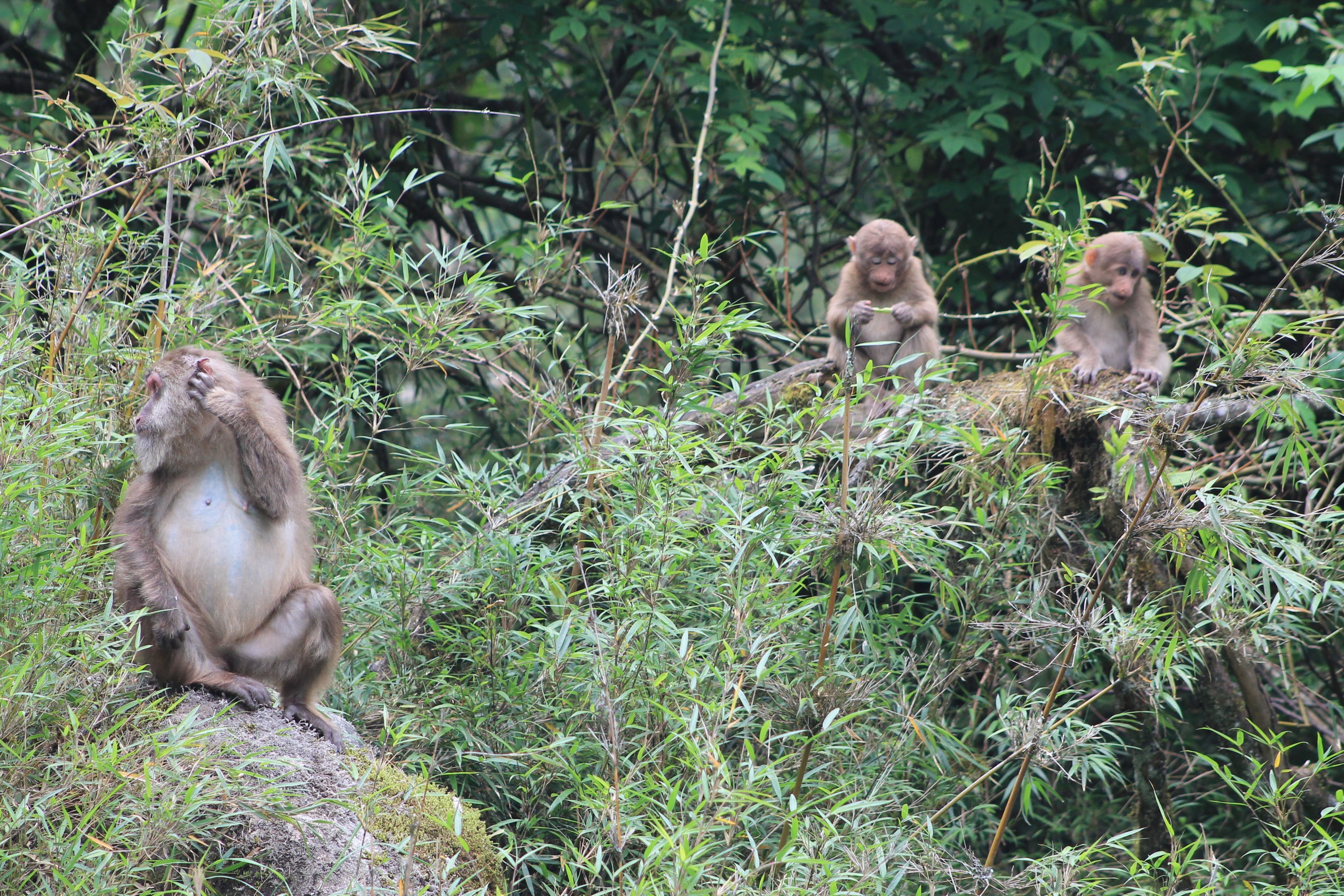 Tibetan Macaques (Macaca thibetana)