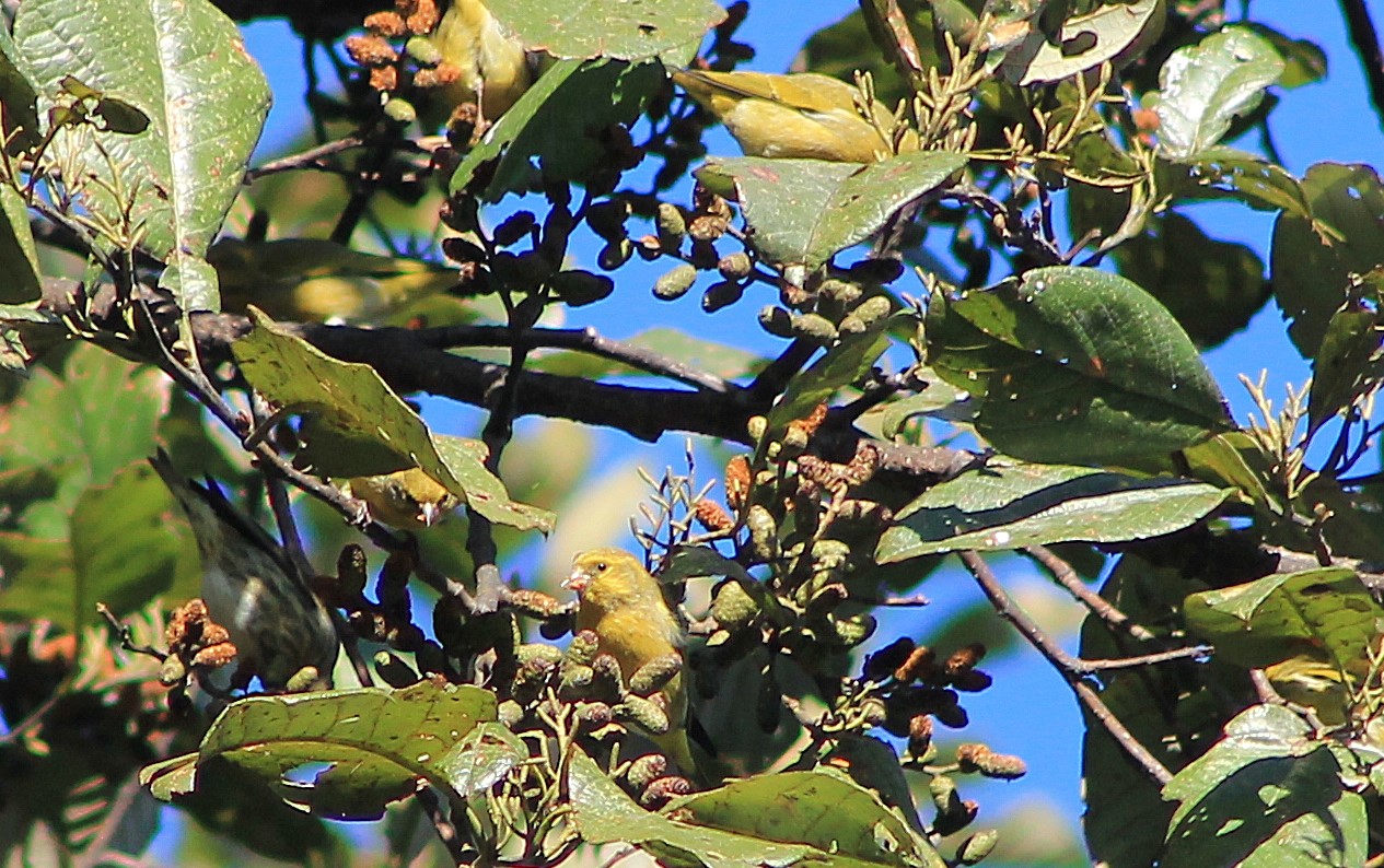 Tibetan Serins (Spinus thibetanus)