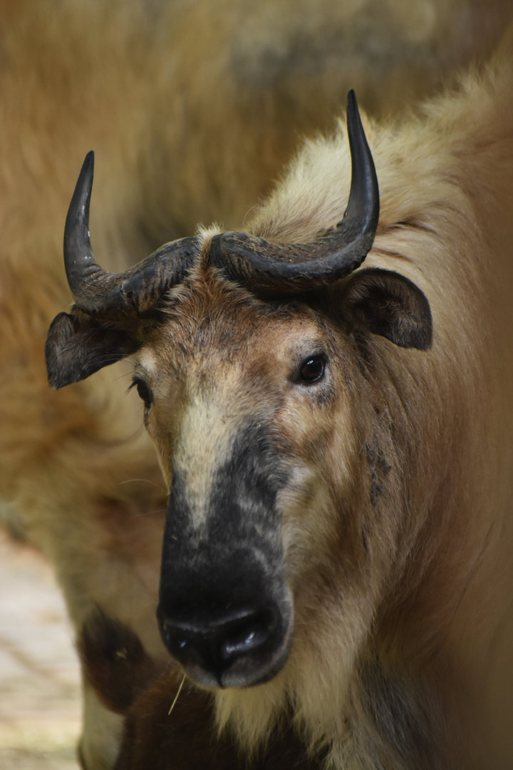 Tibetan takin (Budorcas taxicolor tibetana)