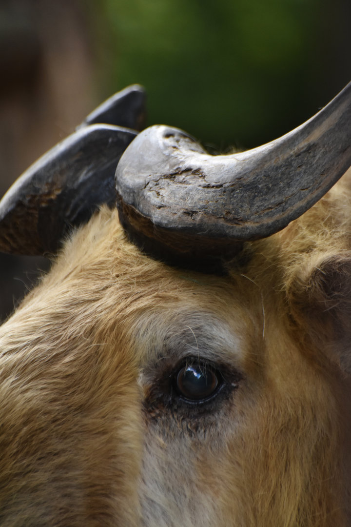 Tibetan takin (Budorcas taxicolor tibetana)