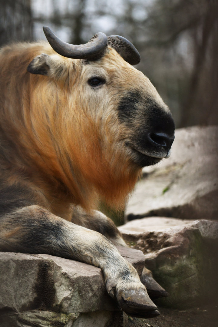 Tibetan takin (Budorcas taxicolor tibetana)