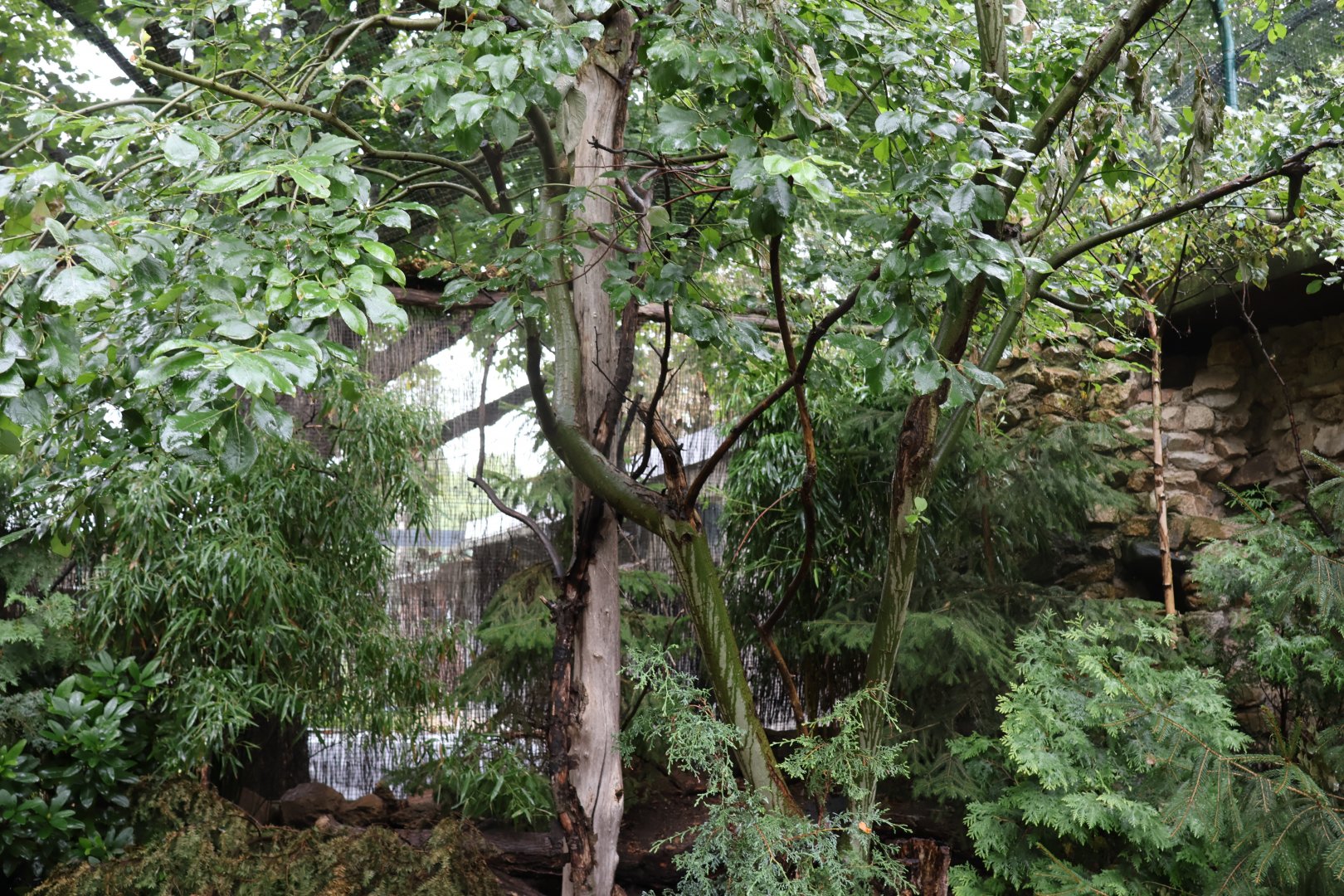 Tibetan Village - Edwards's Pheasant and Chinese Bamboo-partridge aviary