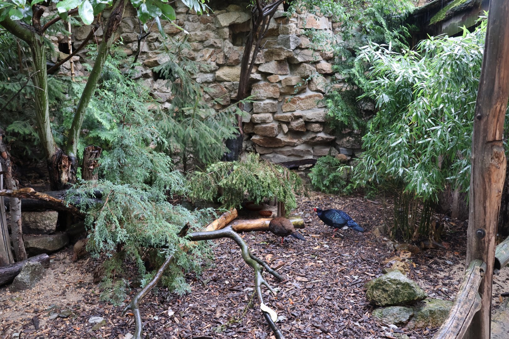 Tibetan Village - Edwards's Pheasant (Lophura edwardsi) and Chinese Bamboo-partridge (Bambusicola thoracica)