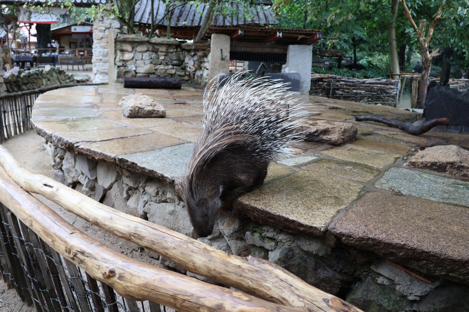 Tibetan Village - Indian Crested Porcupine (Hystrix indica)