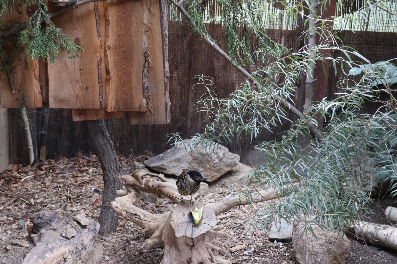 Tibetan Village - Spotted Laughingthrush (Lanthocincla ocellata)