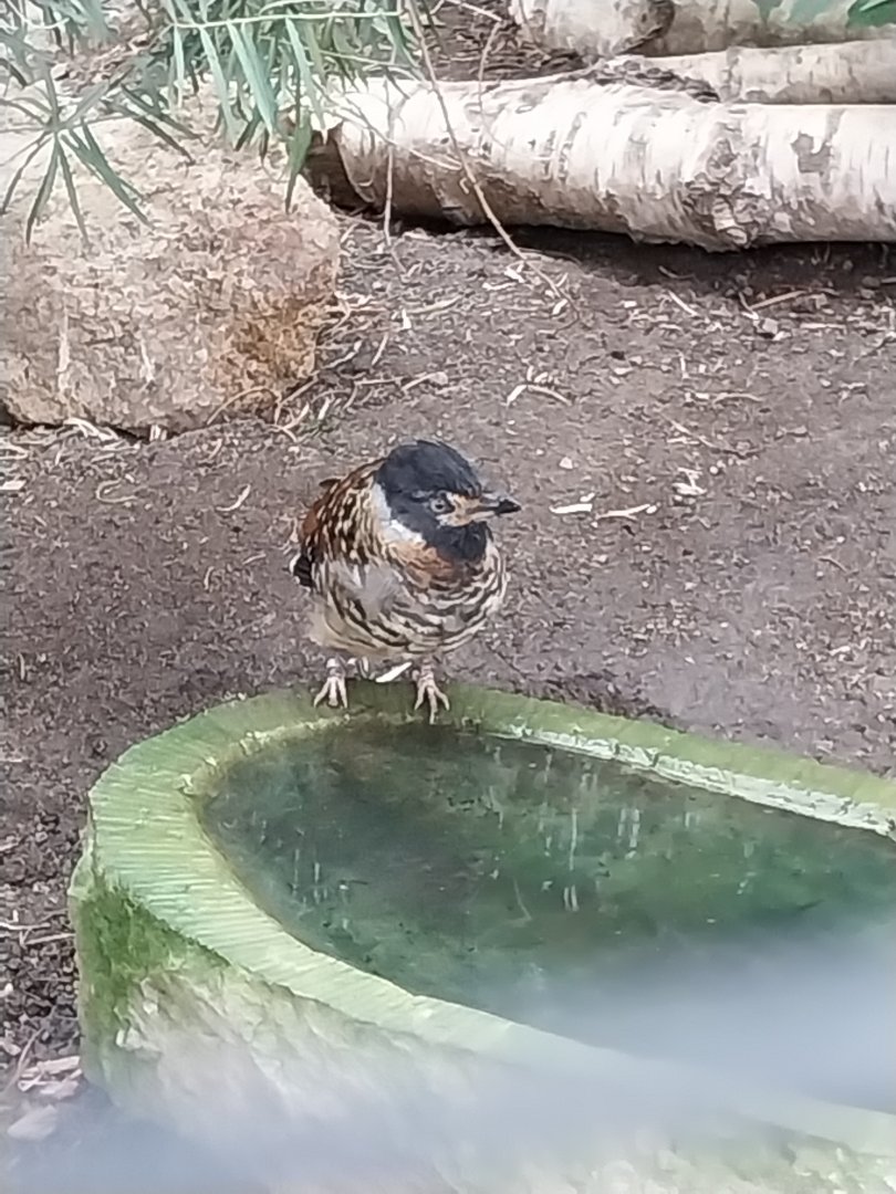 Tibetan Village - Spotted Laughingthrush (Lanthocincla ocellata)