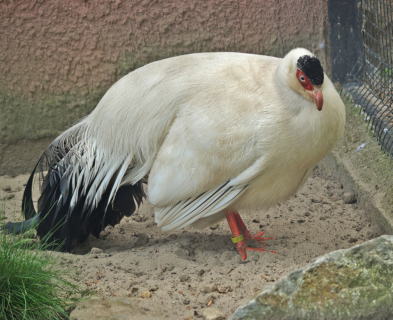 Tibetan white eared pheasant (Crossoptilon crossoptilon drouynii), 2009
