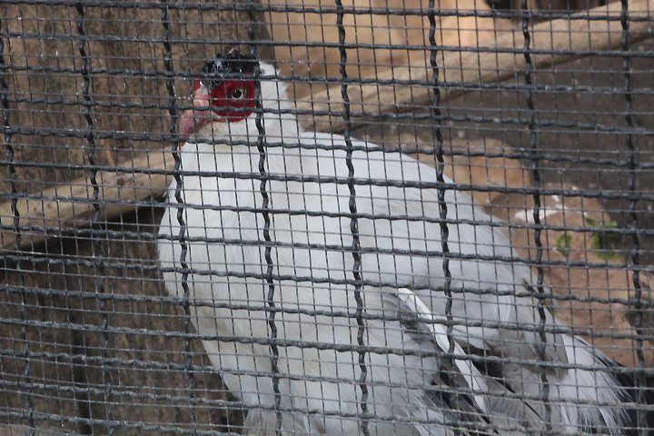Tibetan white-eared pheasant  (Crossoptilon crossoptilon drouynii)