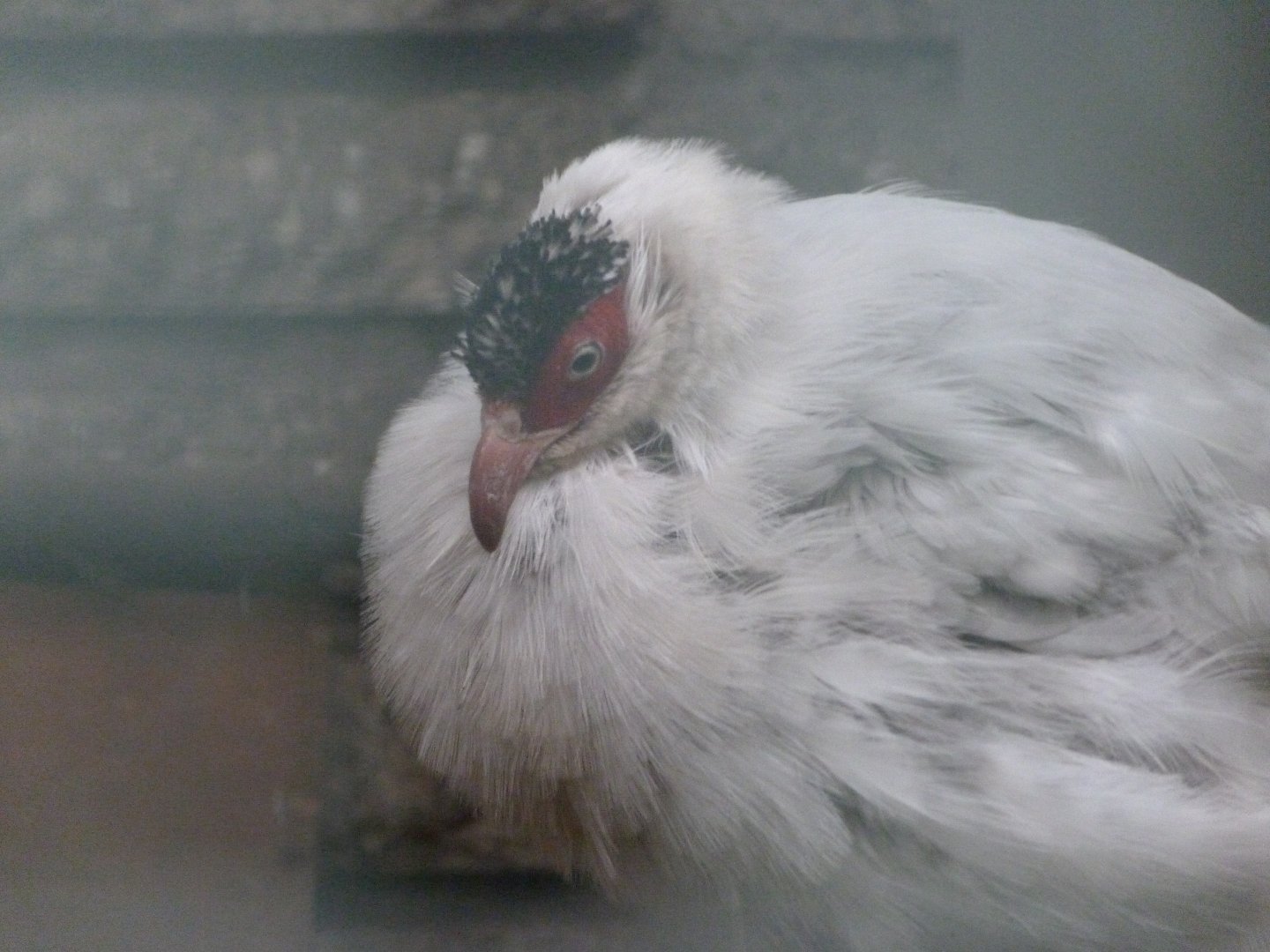 Tibetan white-eared pheasant -Tierpark Berlin (2024)