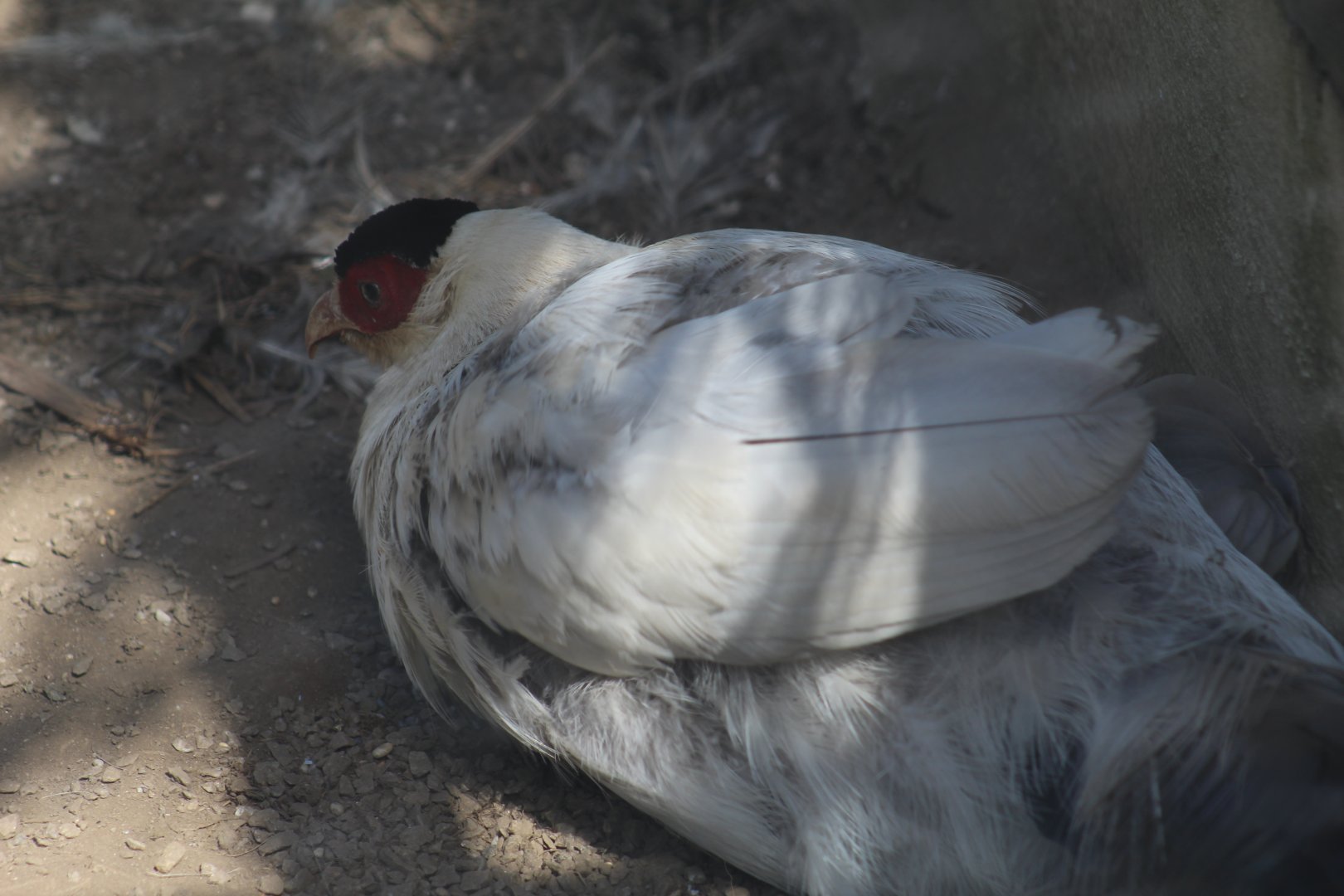 Tibetan White Eared-Pheasant