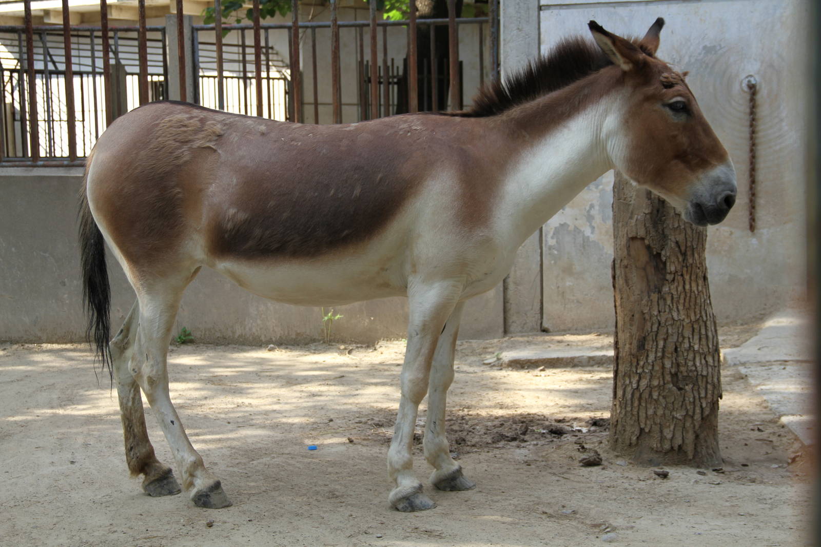 Tibetan Wild Ass (Equus kiang)