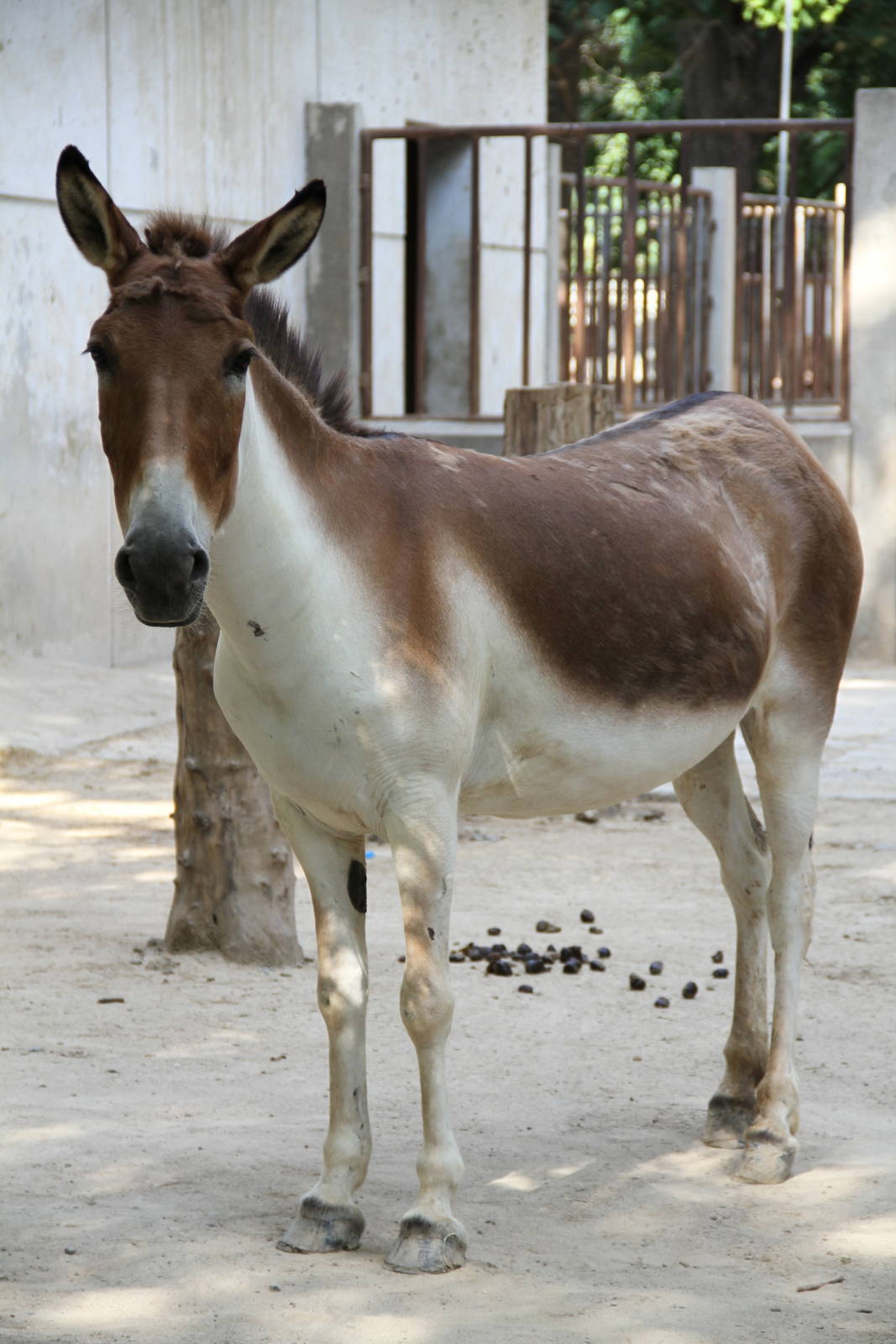 Tibetan Wild Ass (Equus kiang)
