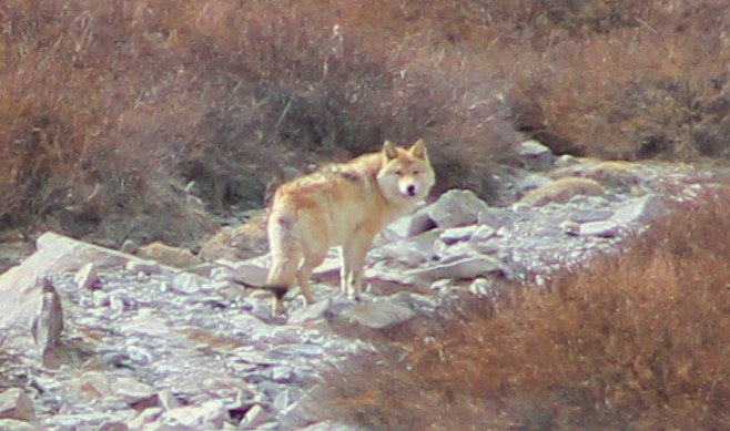 Tibetan Wolf (Canis lupus filchneri)