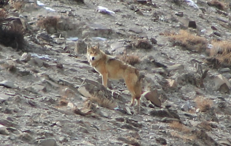 Tibetan Wolf (Canis lupus filchneri)