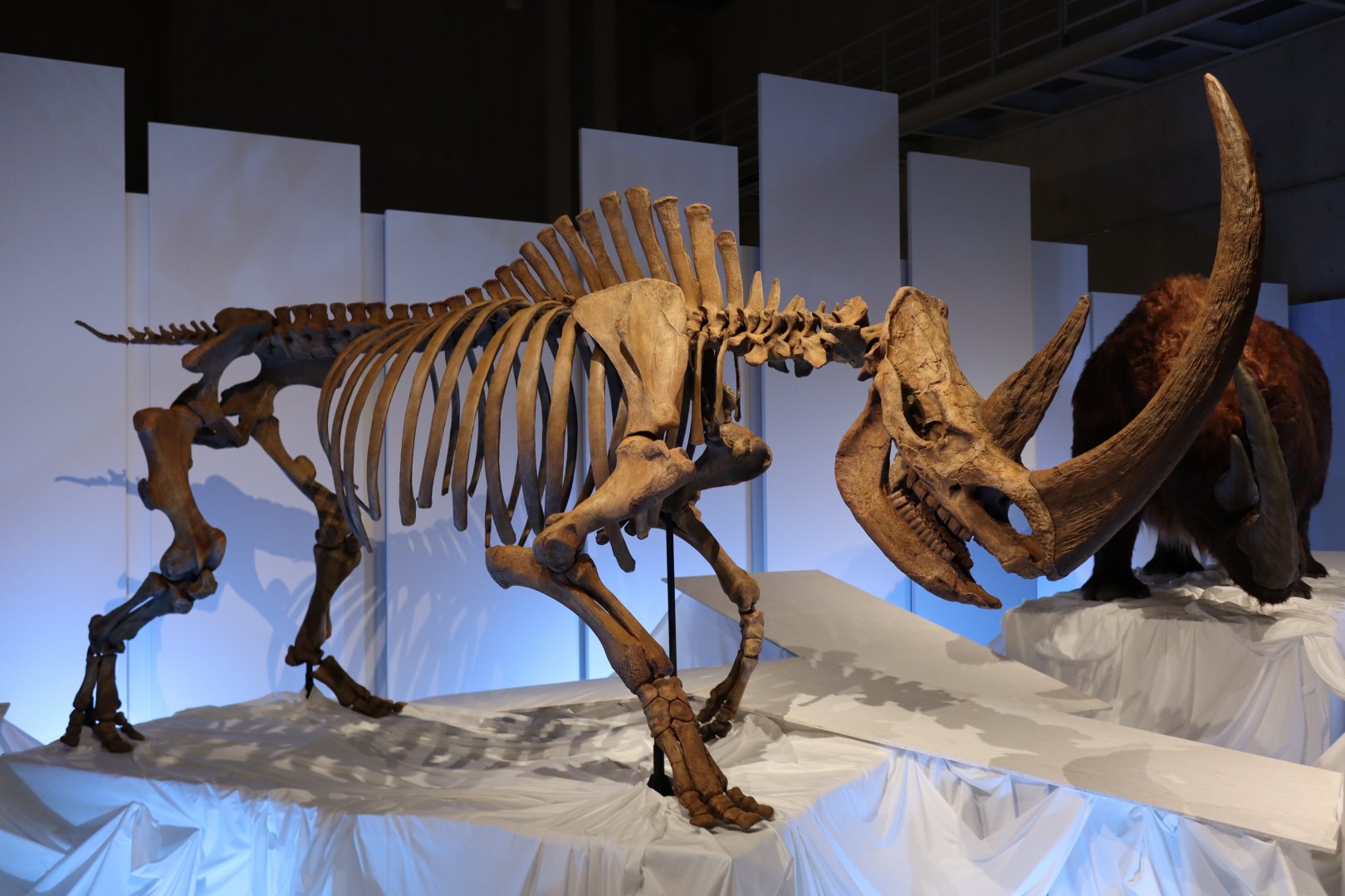 Tibetan Woolly Rhinoceros