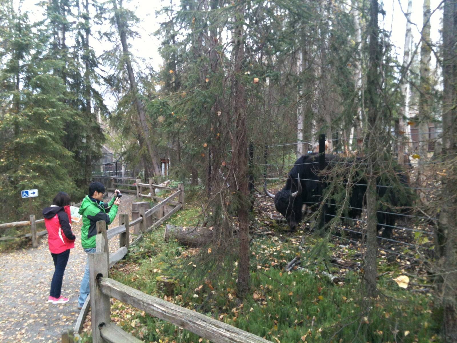 Tibetan Yak and Guests