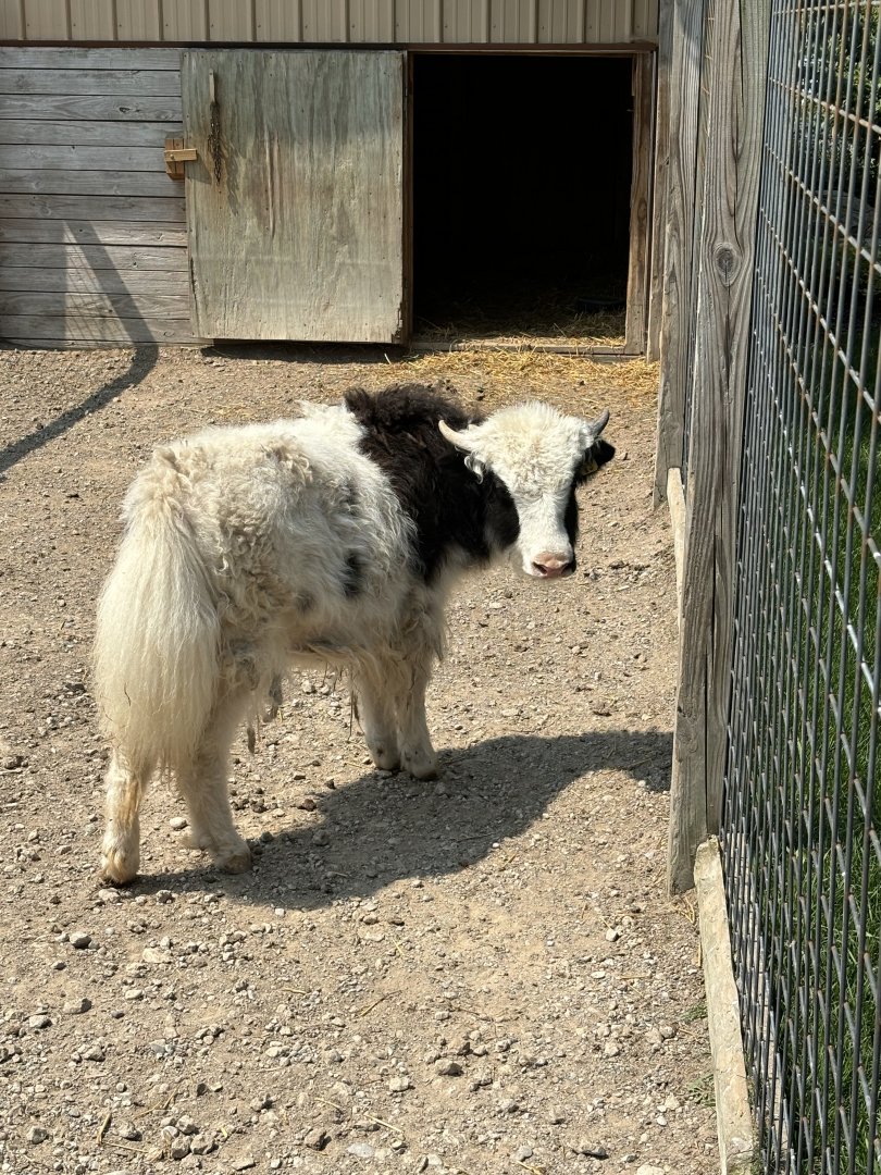 Tibetan Yak Calf