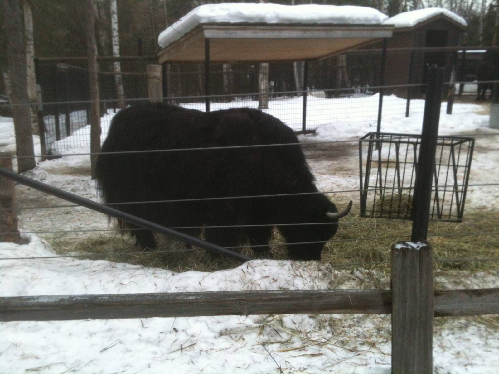 Tibetan Yak - Domestic