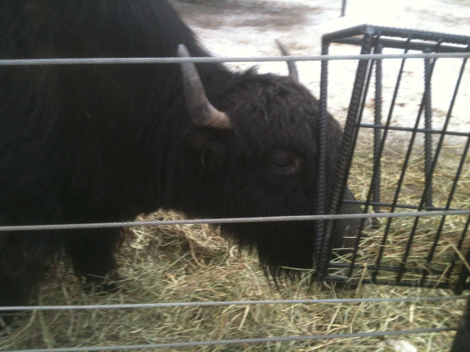 Tibetan Yak - Domestic