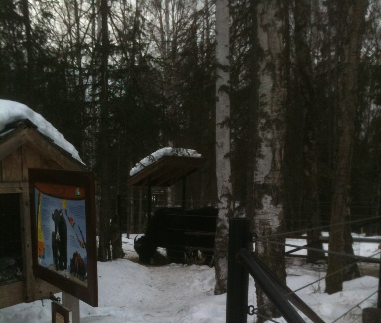 Tibetan Yak - Domestic