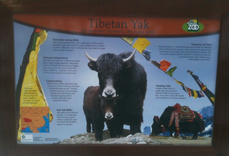 Tibetan Yak Educational Sign