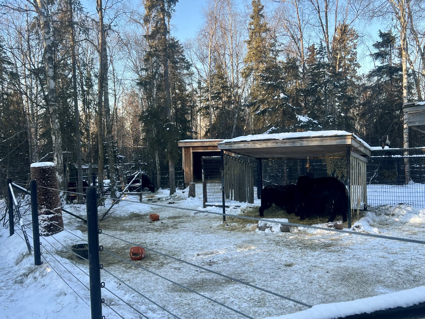 Tibetan Yak Enclosure