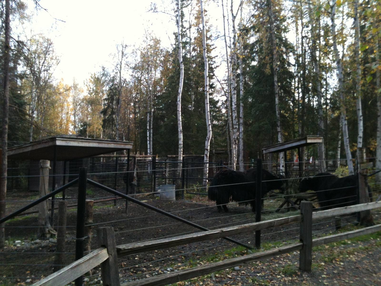 Tibetan Yak Exhibit - East side of enclosure