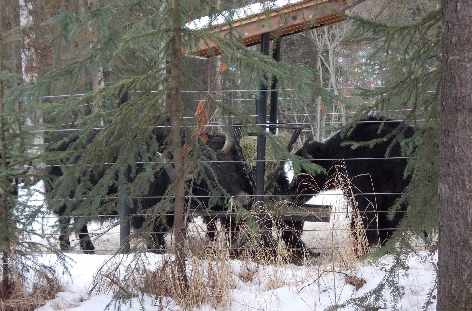 Tibetan Yak Exhibit