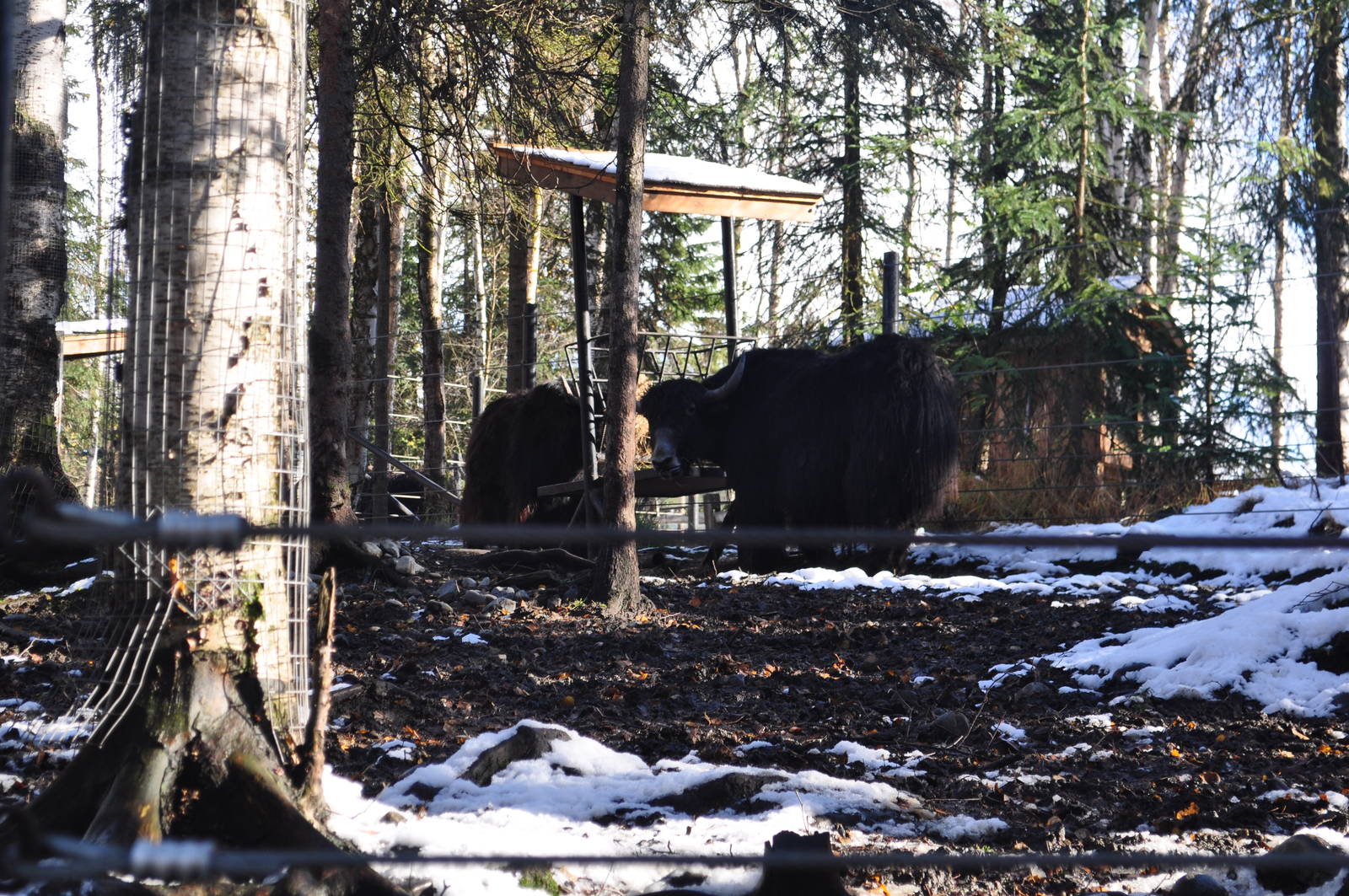 Tibetan Yak Exhibit