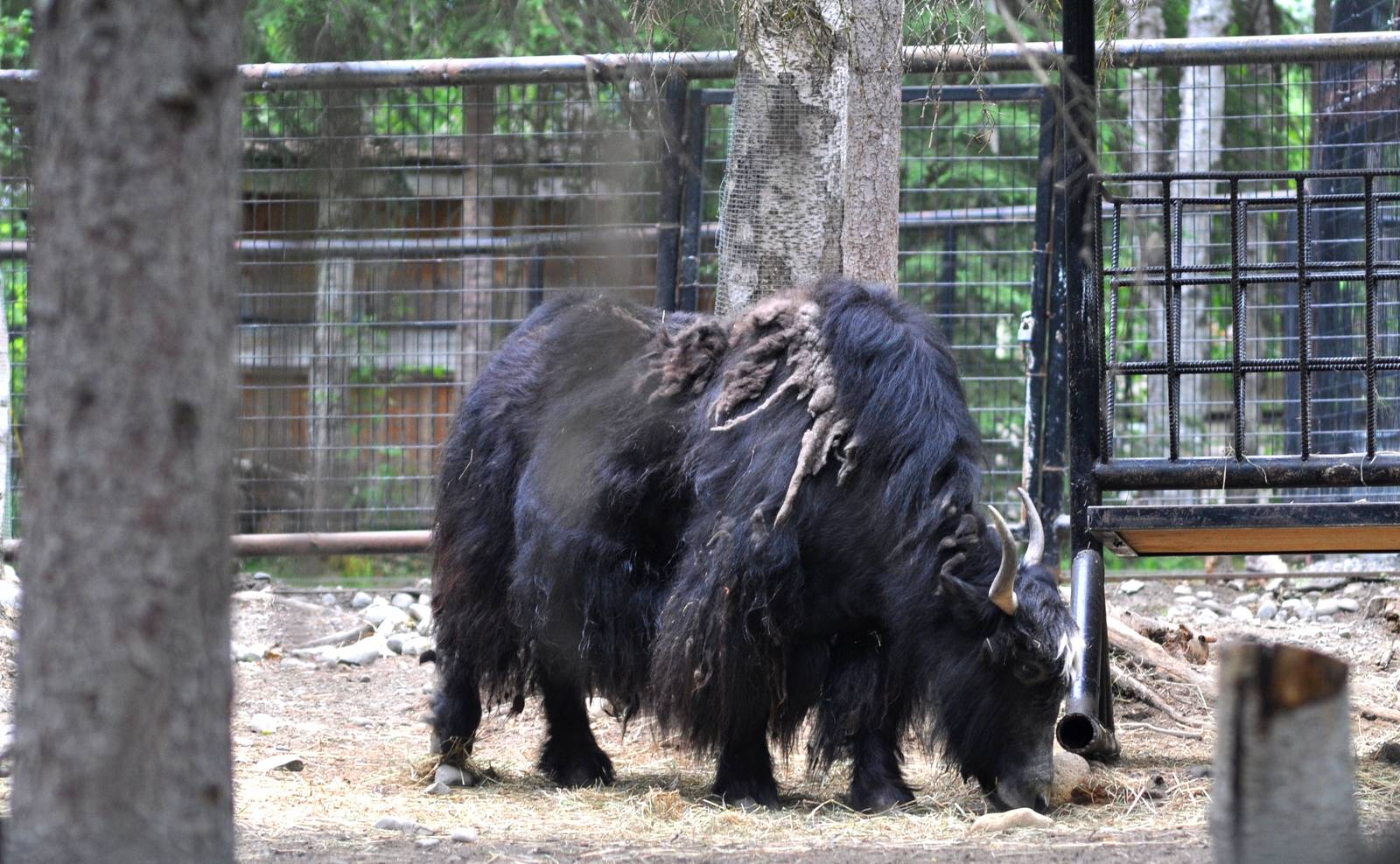 Tibetan Yak Exhibit
