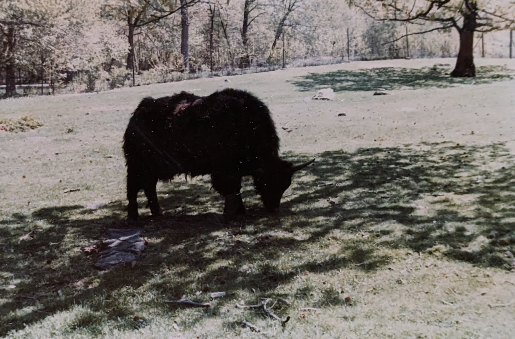 Tibetan Yak (May 1982)