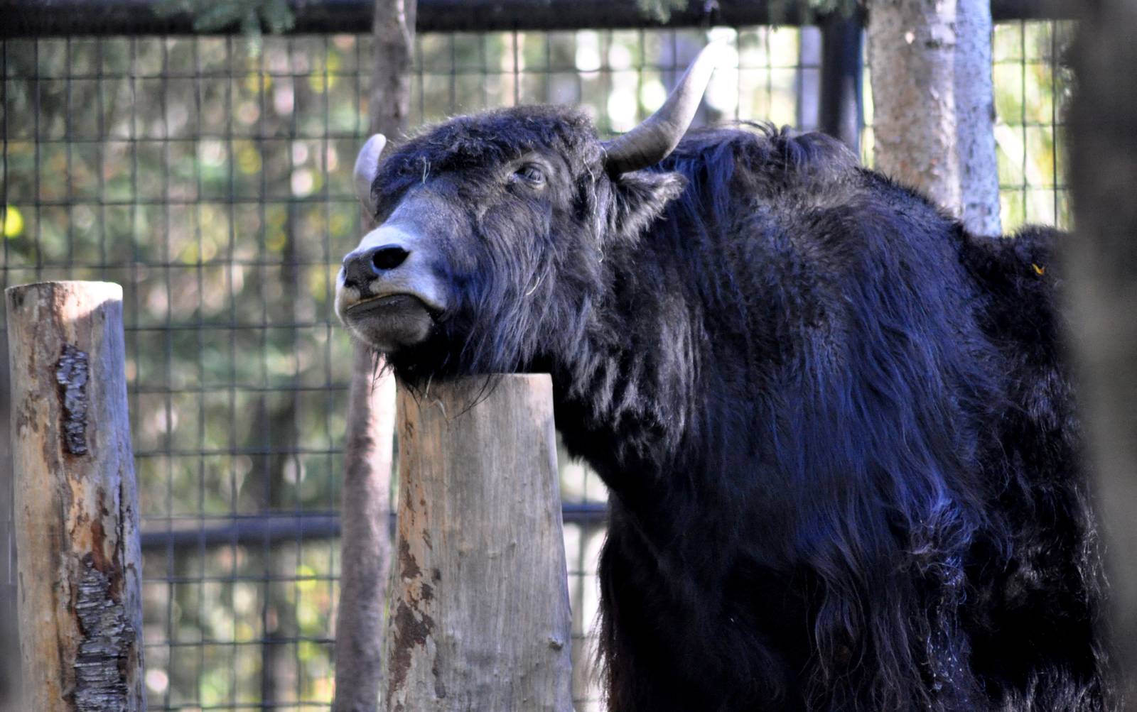 Tibetan Yak