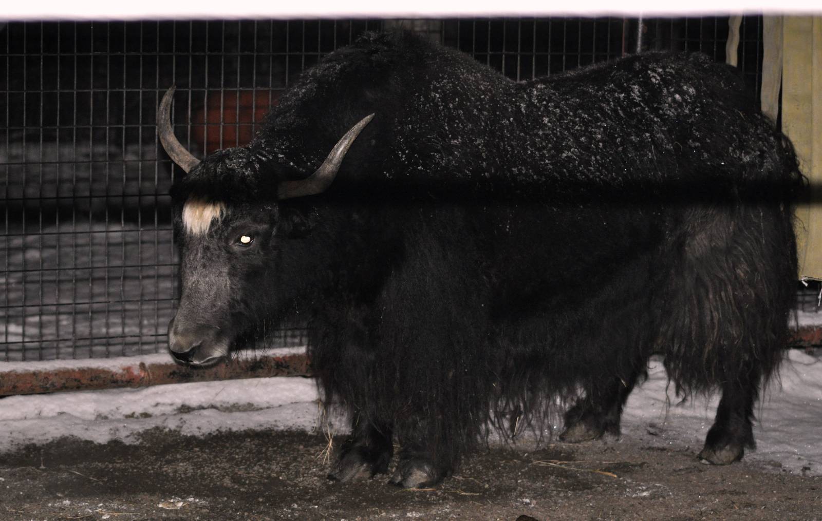 Tibetan Yak