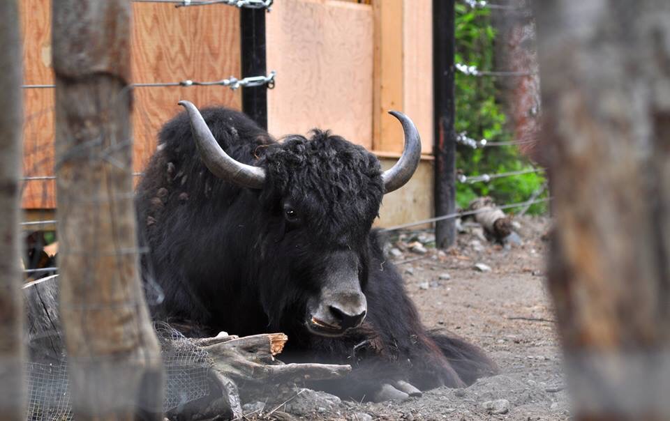 Tibetan Yak