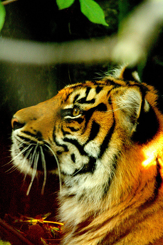 Tibor the Sumatran Tiger