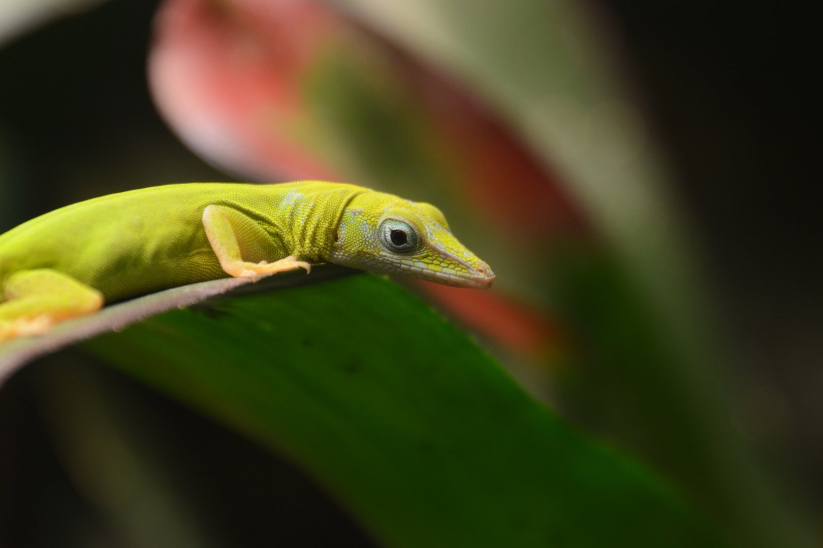 Tiburon green anole (Anolis chlorocyanus)