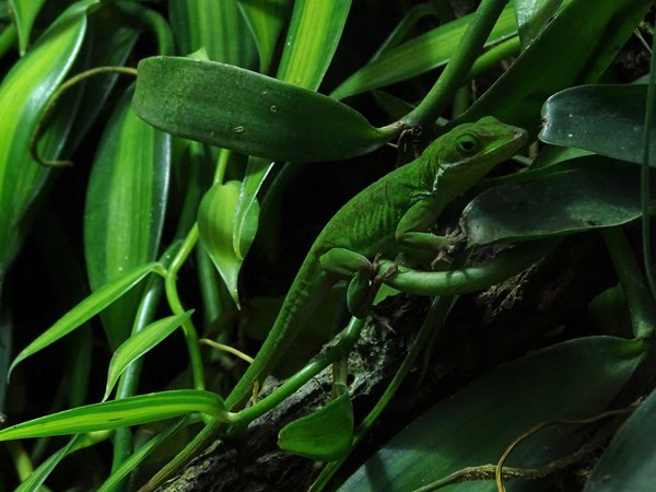 Tiburon green anole (Anolis chlorocyanus)