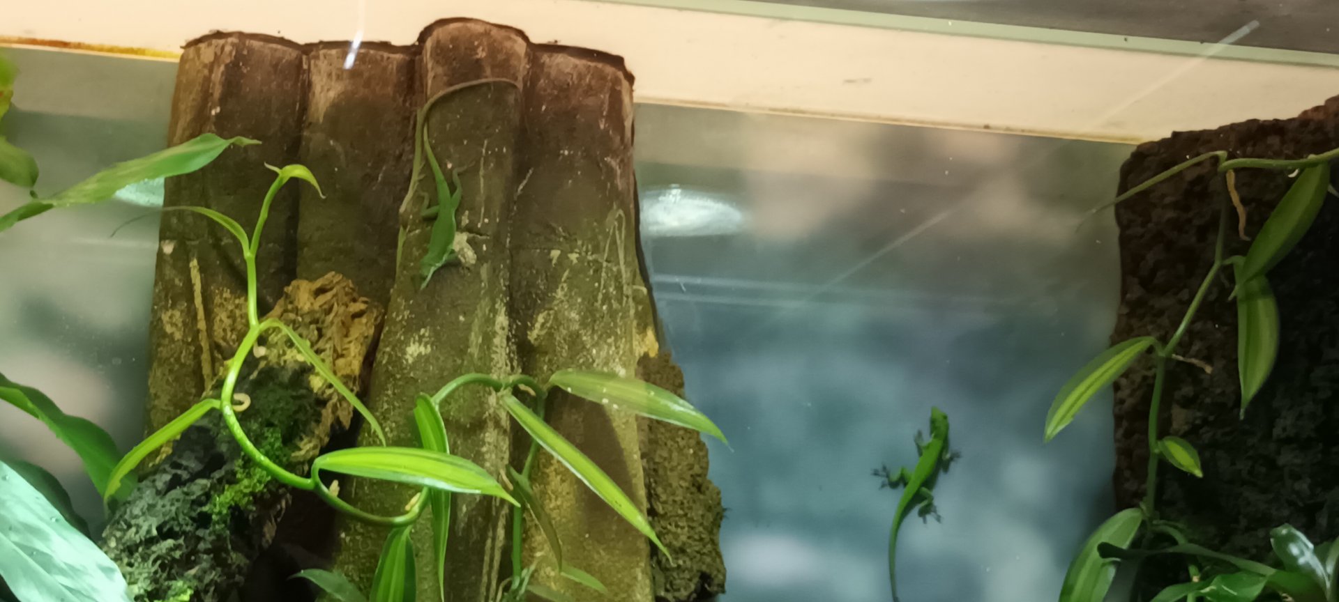 Tiburon green Anoles