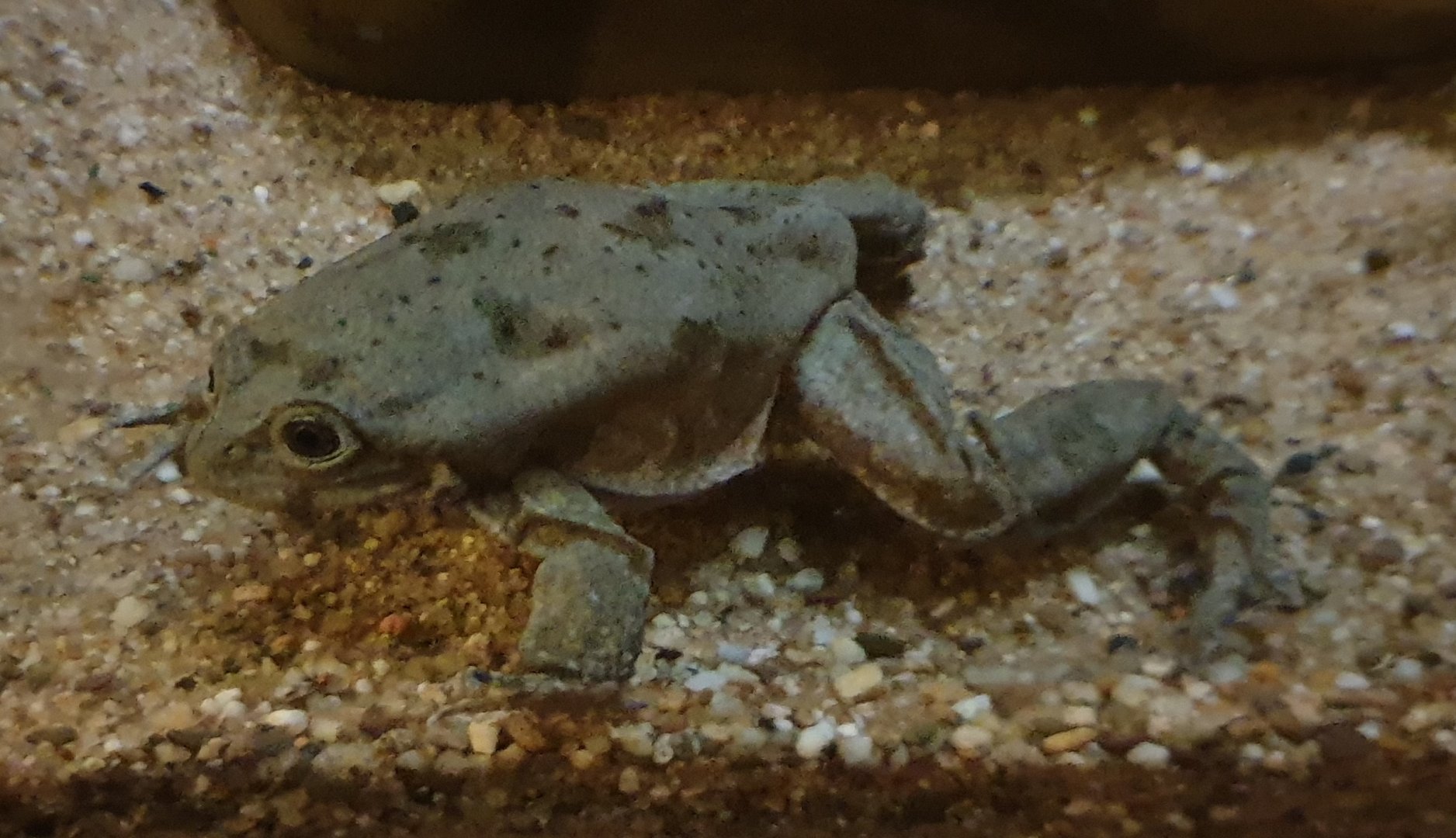 Ticitaka water frog