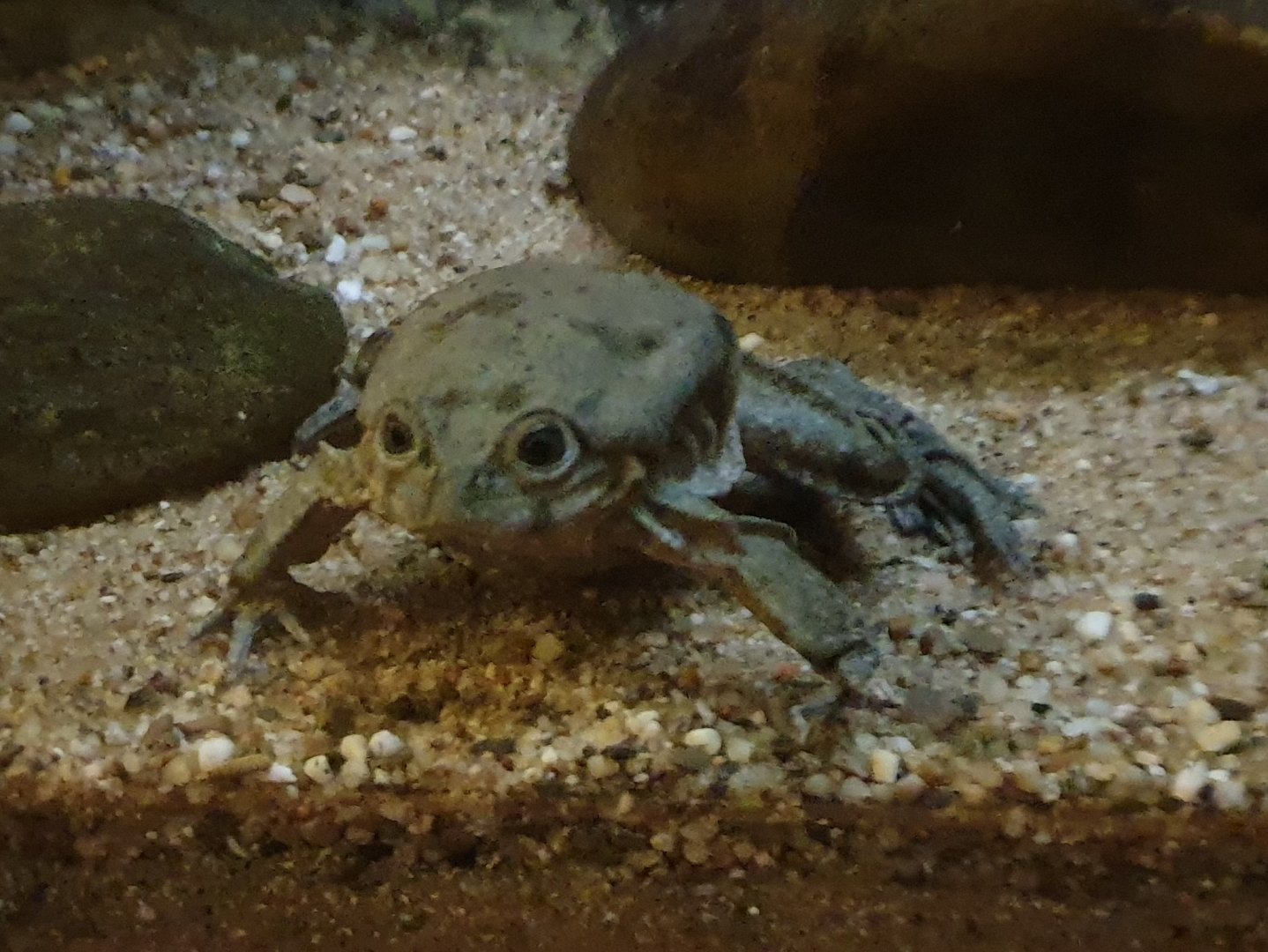 Ticitaka water frog
