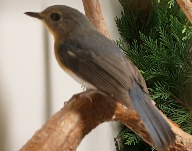 Tickell's blue flycatcher - Cyornis tickelliae - female
