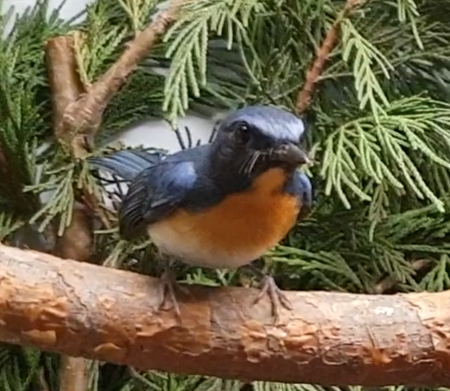 Tickell's blue flycatcher - Cyornis tickelliae -male