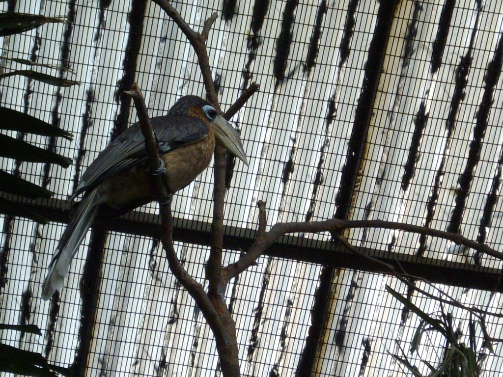 Tickell's Brown Hornbill, Jurong BirdPark