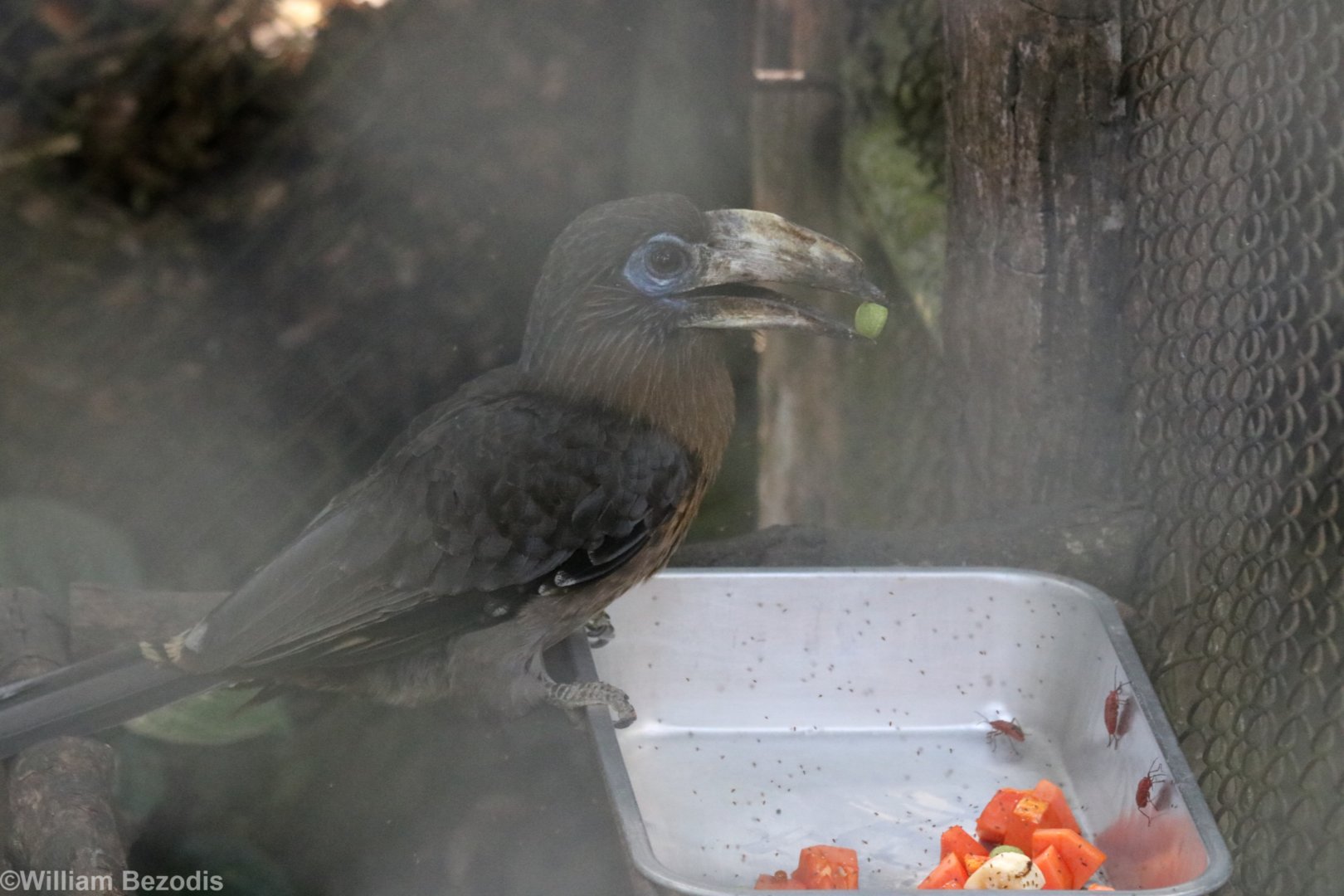 Tickell's Brown Hornbill