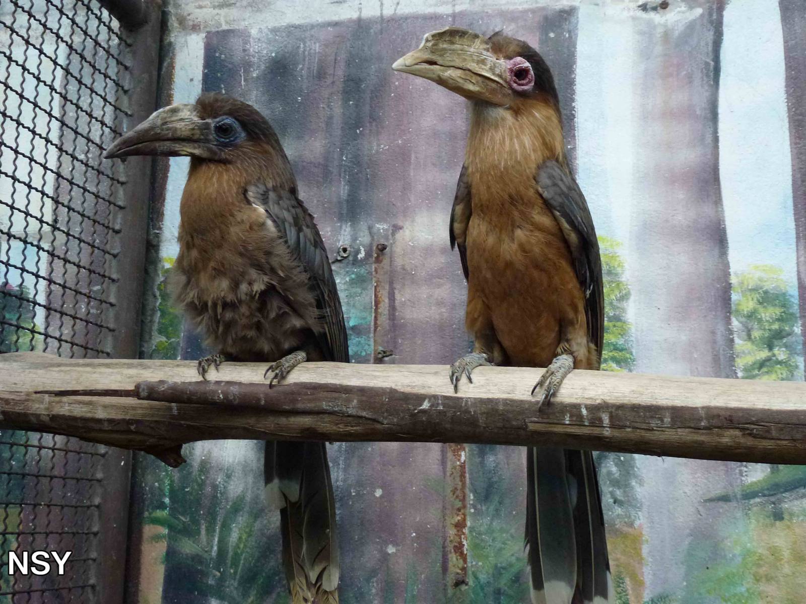 Tickell's brown hornbills, June 2013.