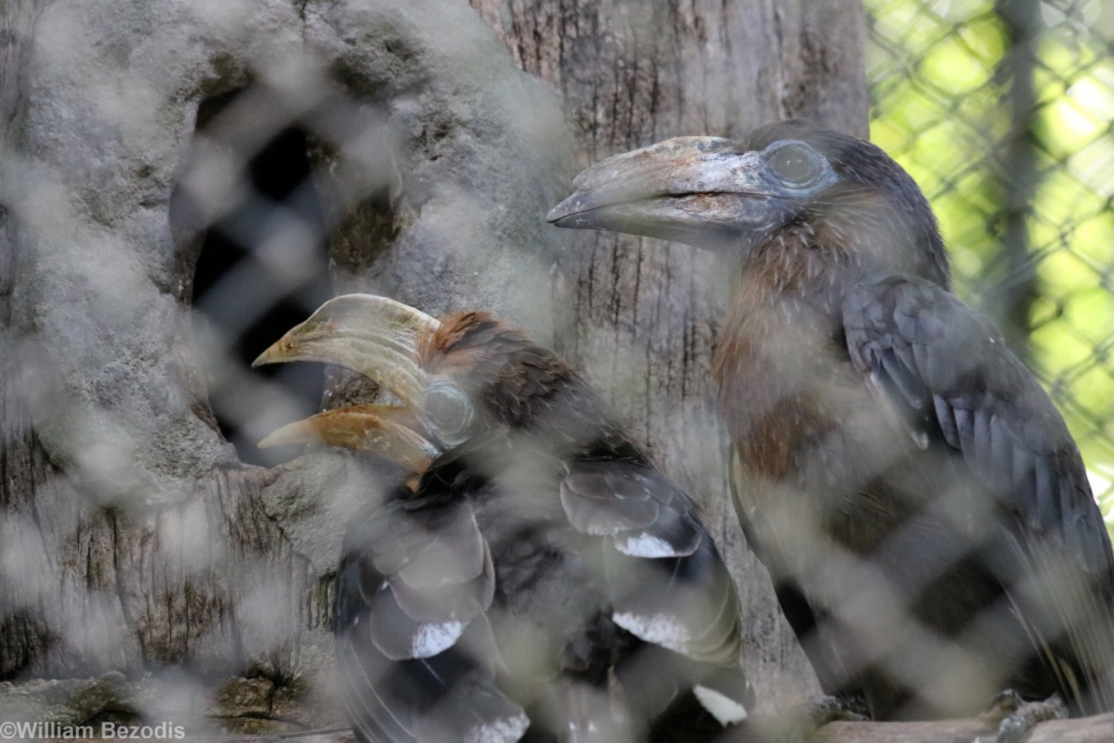 Tickell's Brown Hornbills