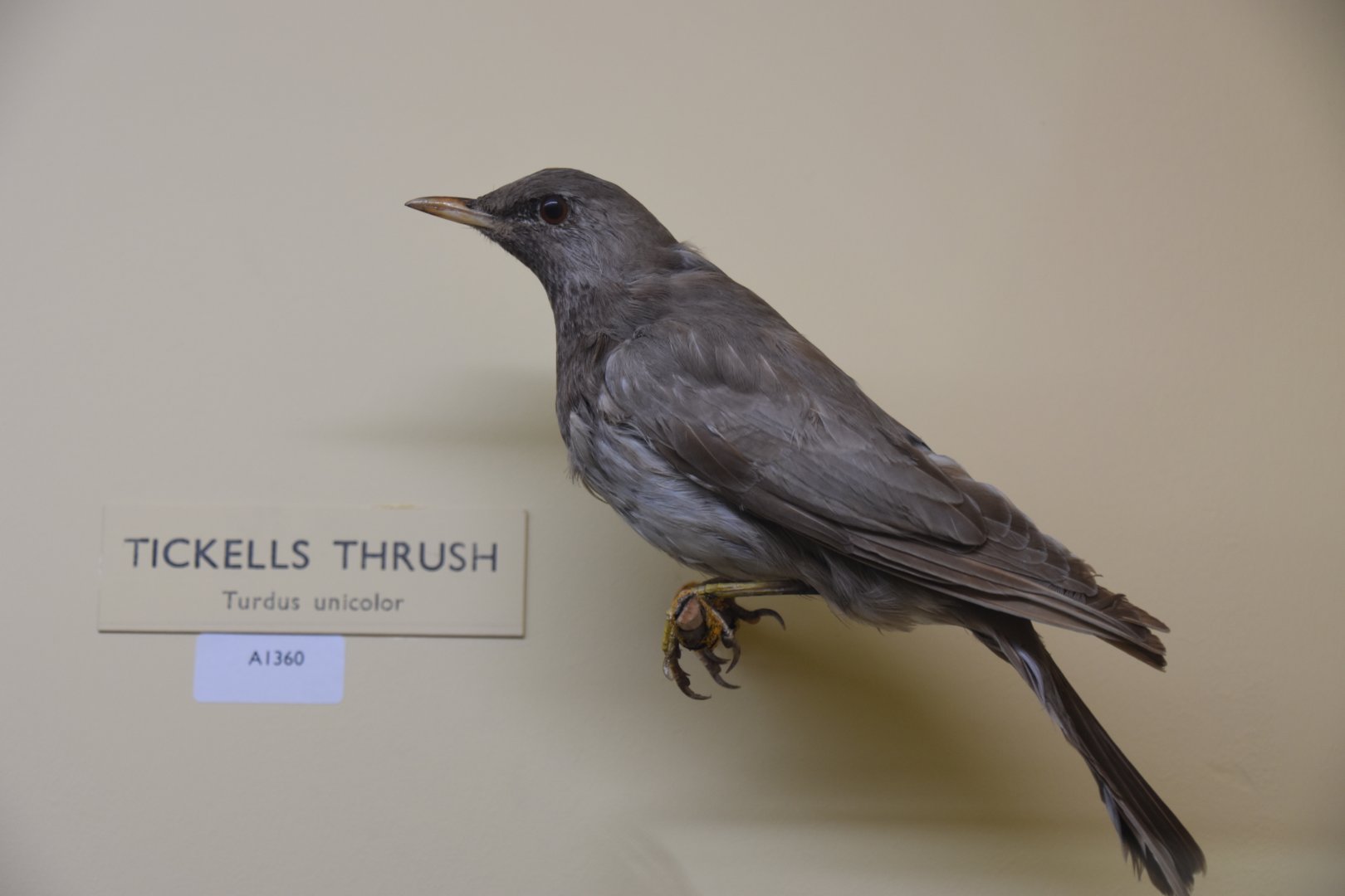 Tickell's thrush