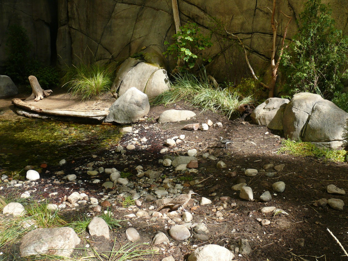 Tidal marsh exhibit - reopening 31-08-2020
