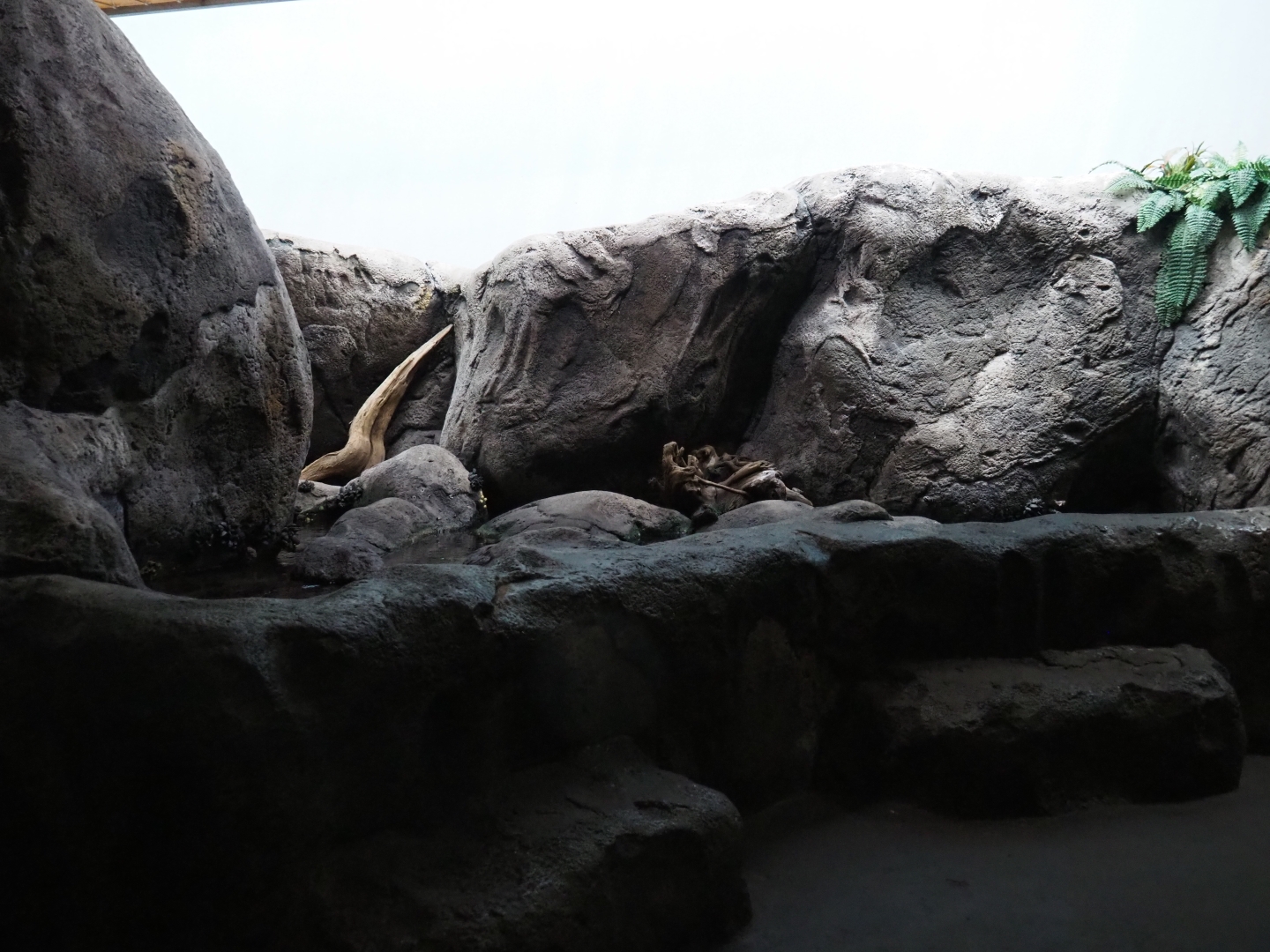 Tidal pool (Sep 16th, 2018)