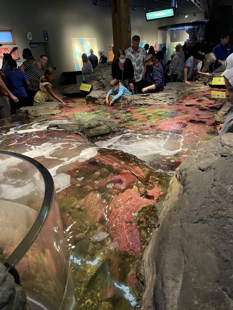 Tide Pool Touch Tank